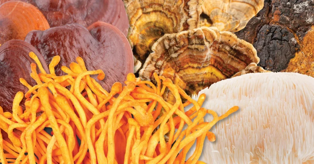 Where to Buy Magic Mushrooms UK